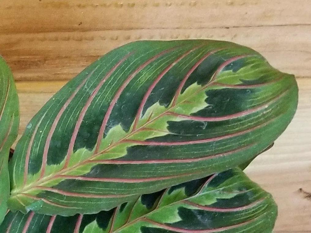 Maranta Leuconeura Red, 4" Plant - Tampa Home & Garden Store