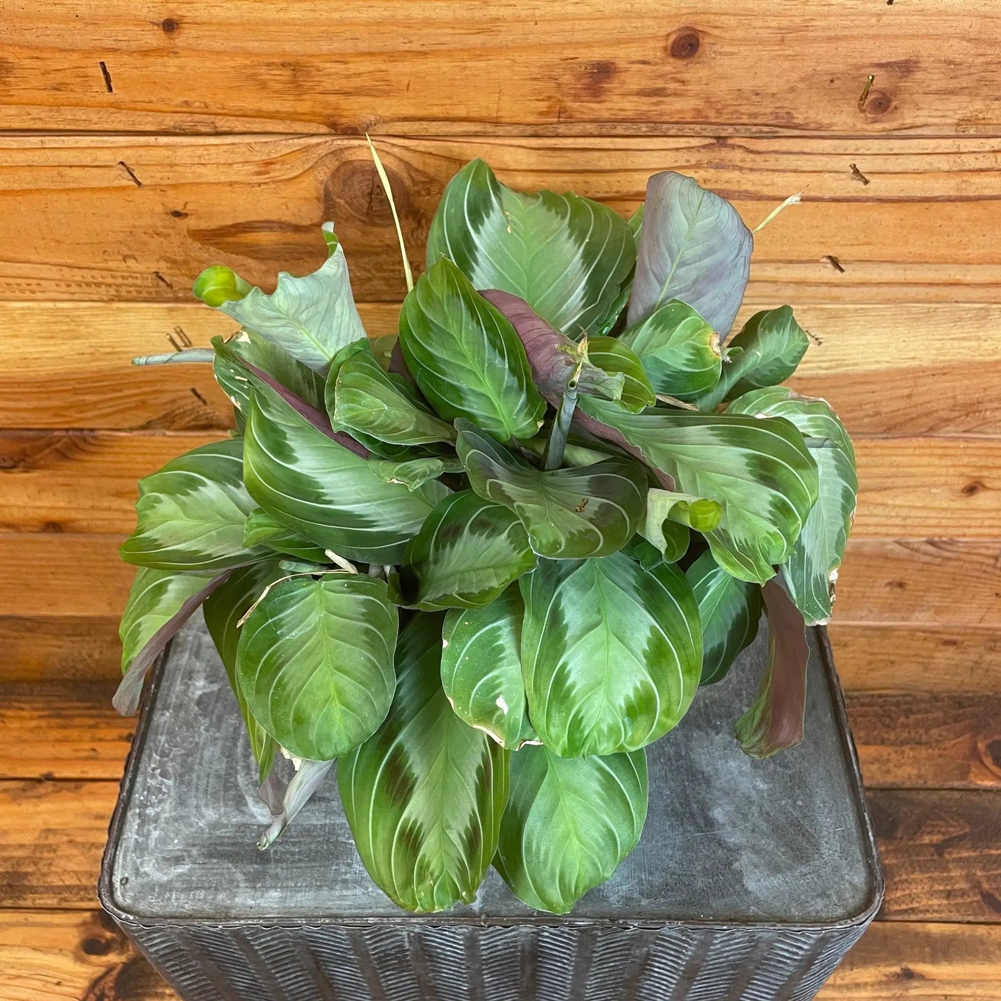 Maranta Leuconeura Silver Band, 6" Plant - Tampa Home & Garden Store
