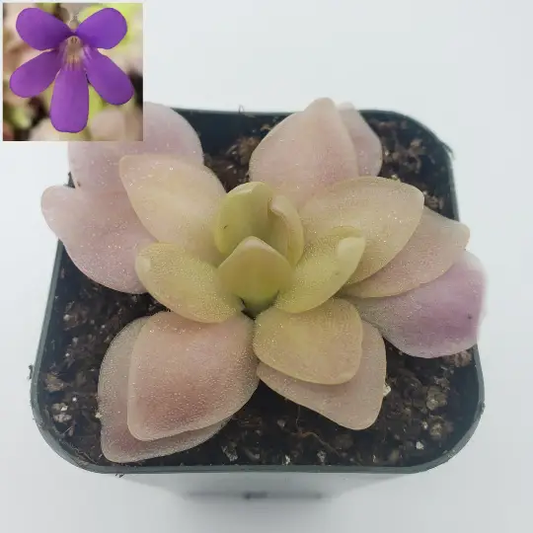 Pinguicula Marciano butterwort rosette with pink and yellow leaves; inset purple flower on Tampa Home & Garden Store