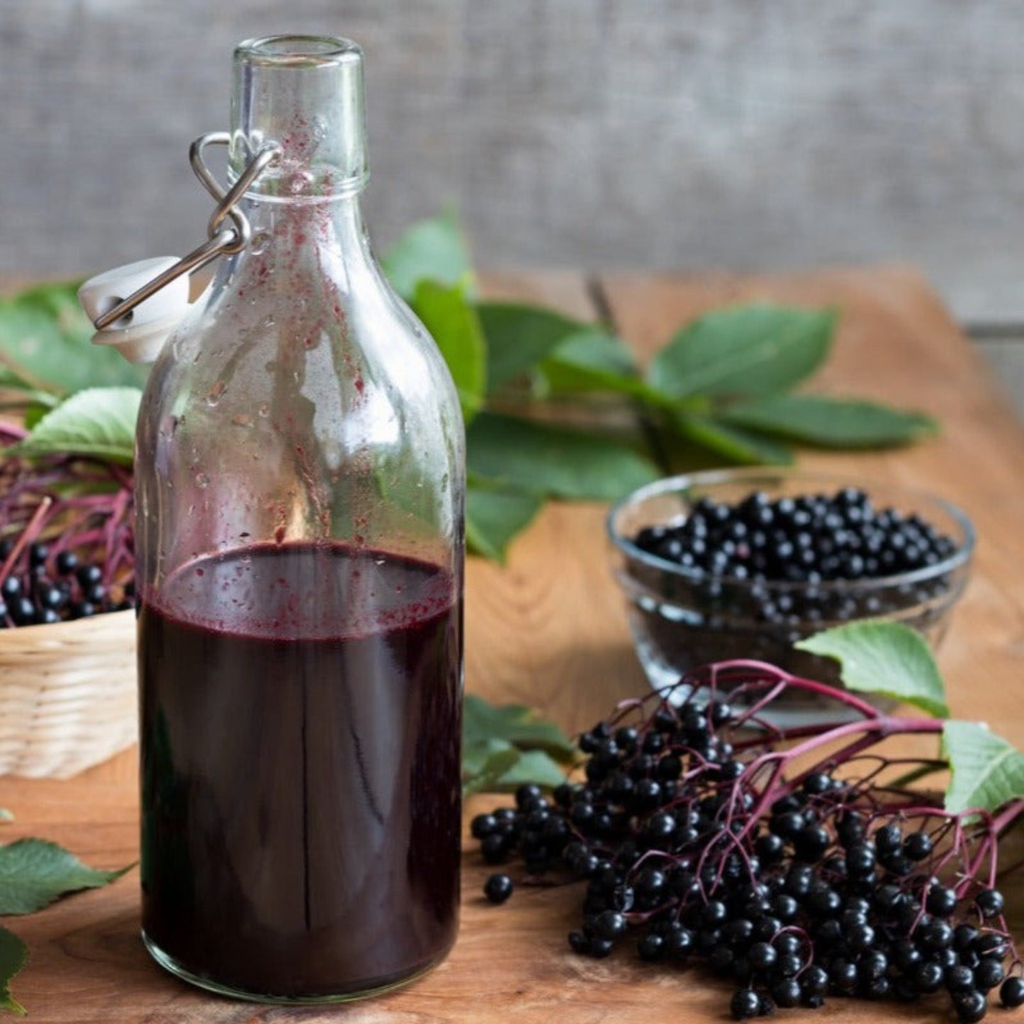 Marge Elderberry plant with dark glass bottle and elderberries on a wooden table on Tampa Home & Garden Store