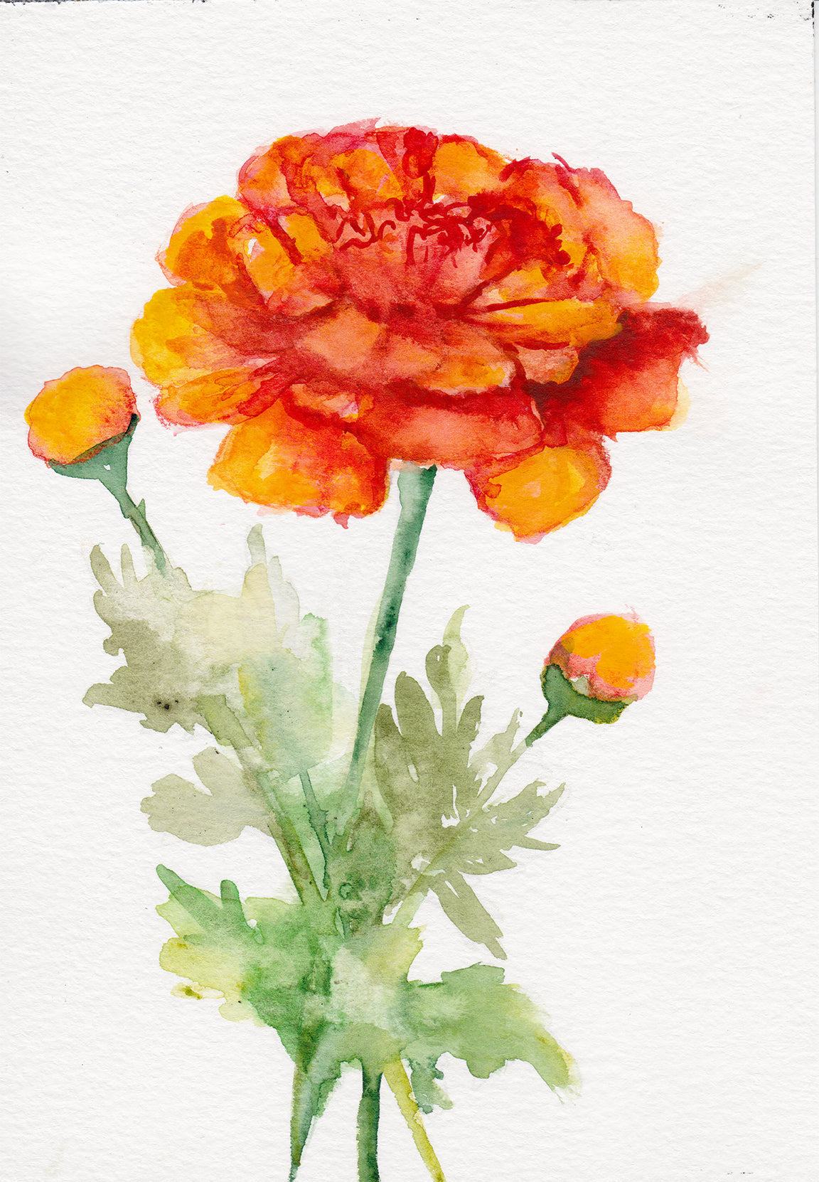 Caléndula – Lámina artística de la flor de nacimiento de octubre