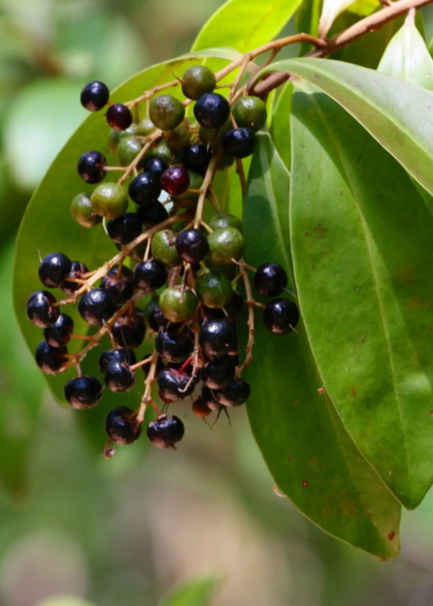 Marlberry Ardisia squamulosa fruiting plant with green to dark purple berries on glossy leaves on Tampa Home & Garden Store