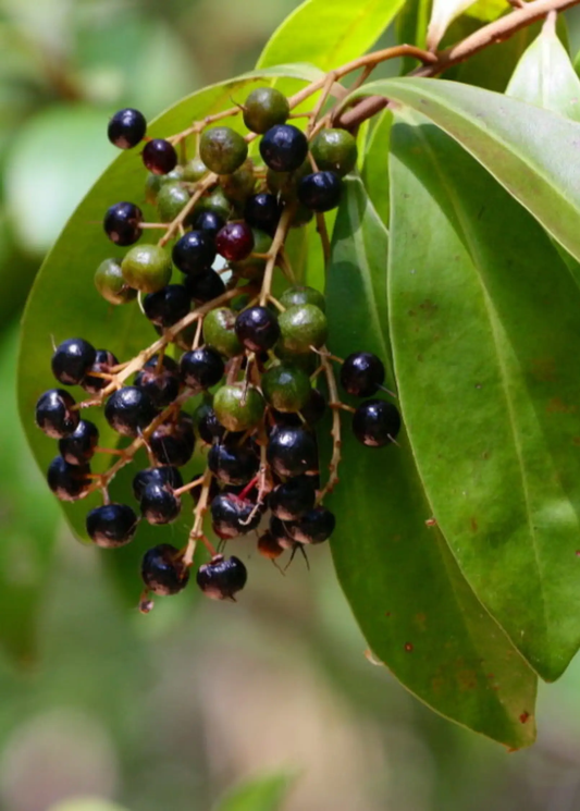 Marlberry Ardisia squamulosa fruiting plant with green to dark purple berries on glossy leaves on Tampa Home & Garden Store