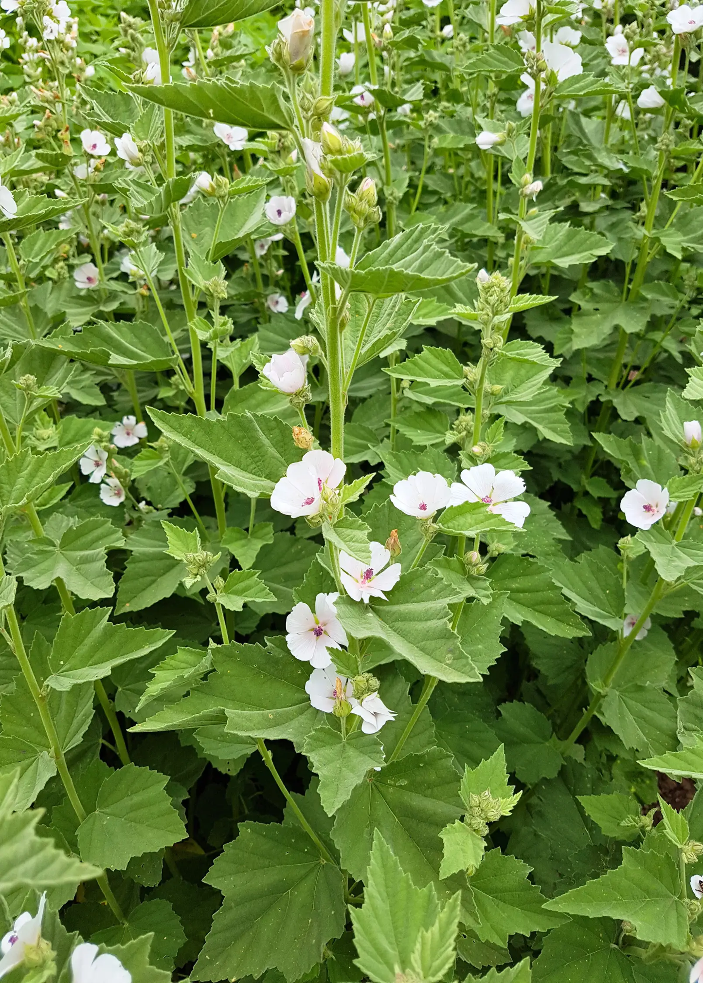 Marshmallow Plant (Althaea officinalis) - Tampa Home & Garden Store