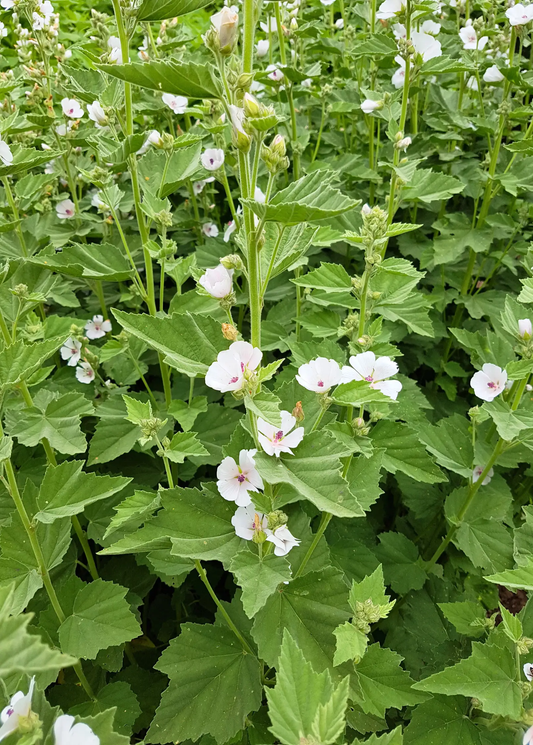 Marshmallow plant Althaea officinalis herb with toothed leaves and pink-centered flowers on Tampa Home & Garden Store