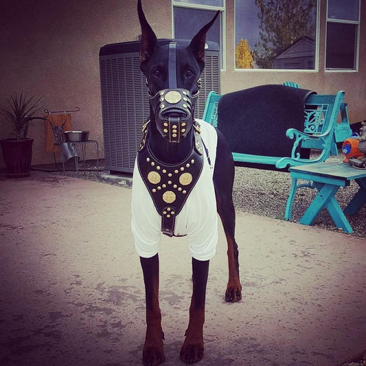 ''Maximus'' Basket Muzzle Black & Gold - Tampa Home & Garden Store