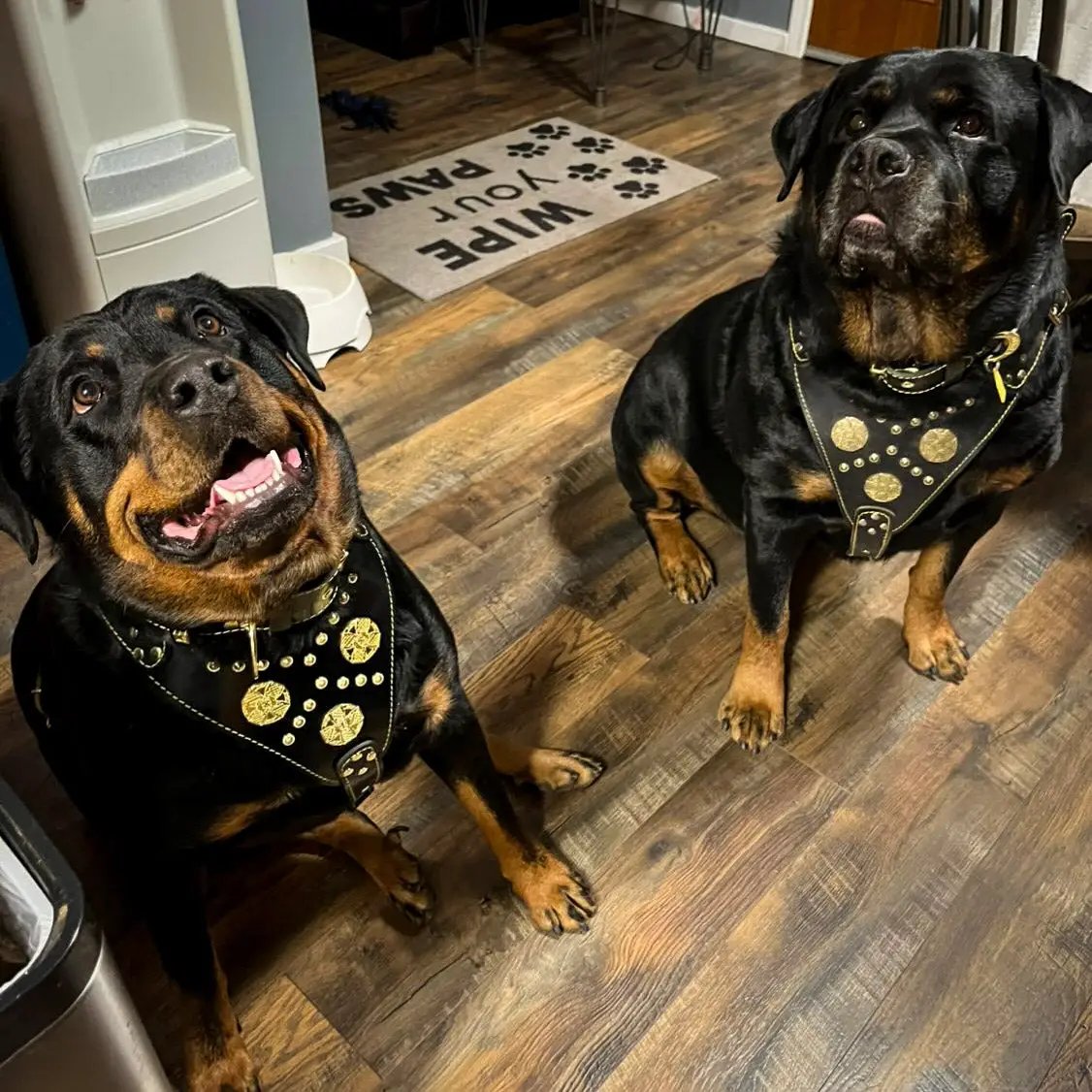Maximus Black Harness and Leash Set on 2 dogs in studded black leather with gold hardware Bestia on Tampa Home & Garden Store