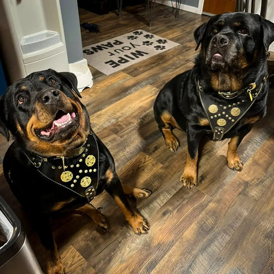 Maximus Black Harness and Leash Set on 2 dogs in studded black leather with gold hardware Bestia on Tampa Home & Garden Store