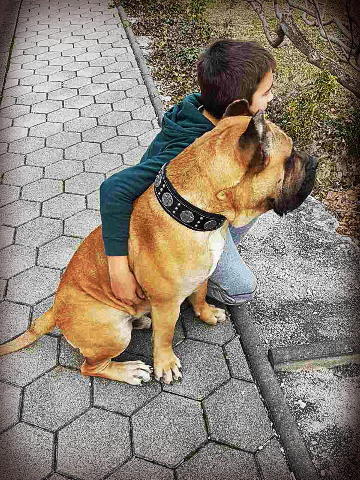 "Maximus Silver" BIG dog SET- Harness - collar - lead. Black - Tampa Home & Garden Store