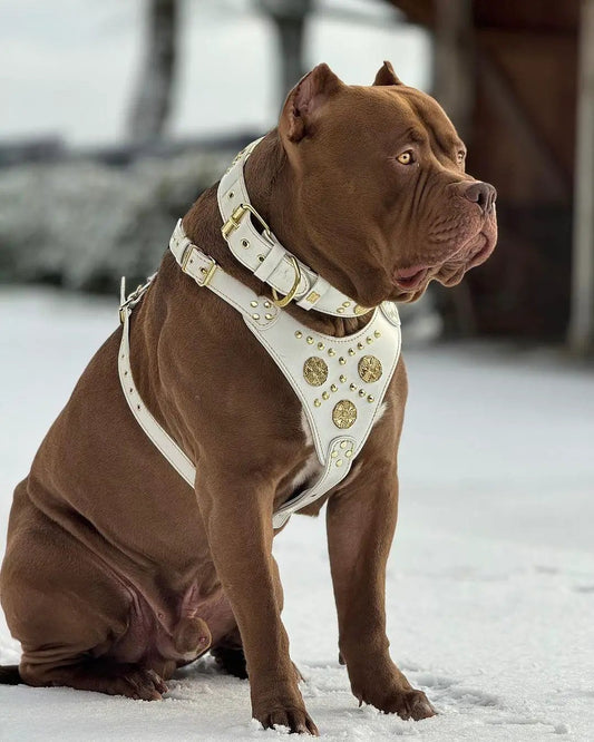 Maximus White dog harness with Bestia Dog Gear collar and lead gold studs on a brown dog in snow on Tampa Home & Garden Store