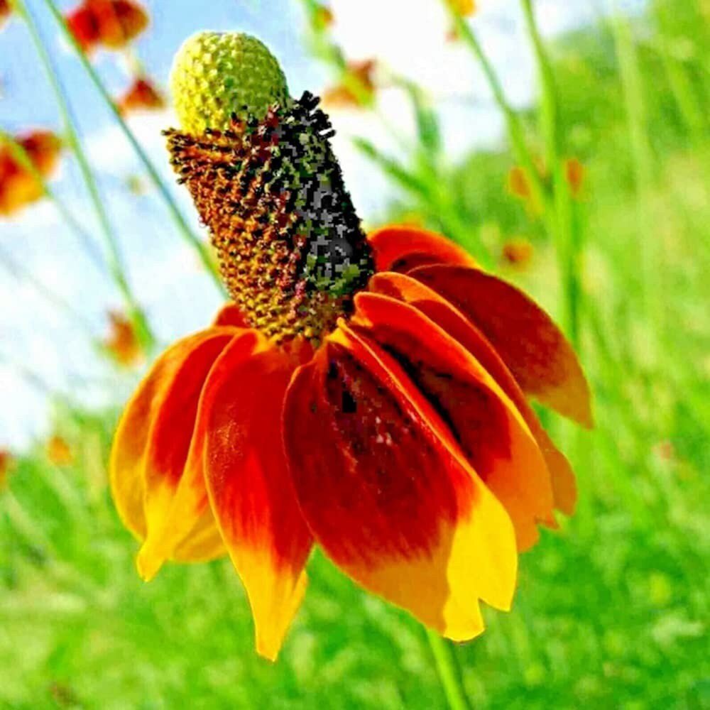 Mexican Hat - 100 Seeds - Drought Tolerant Coneflower Flower - Tampa Home & Garden Store