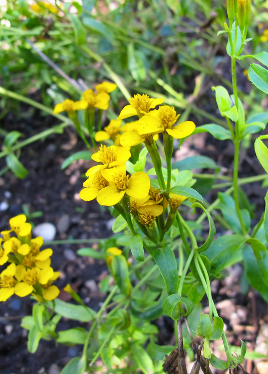 Mexican Tarragon herb plant with bright yellow flowers, Sow Exotic, landscaping & garden plant on Tampa Home & Garden Store