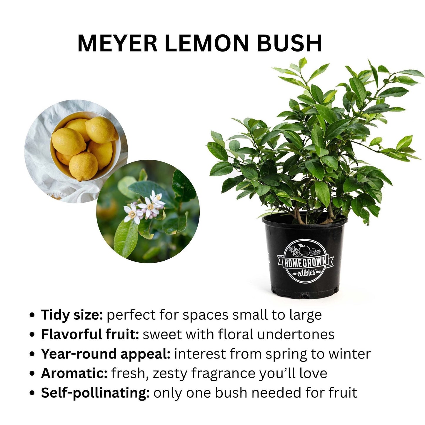 Improved Meyer Lemon Bush plant in a pot with HomeGrown edibles logo Live Good Logistics on Tampa Home & Garden Store