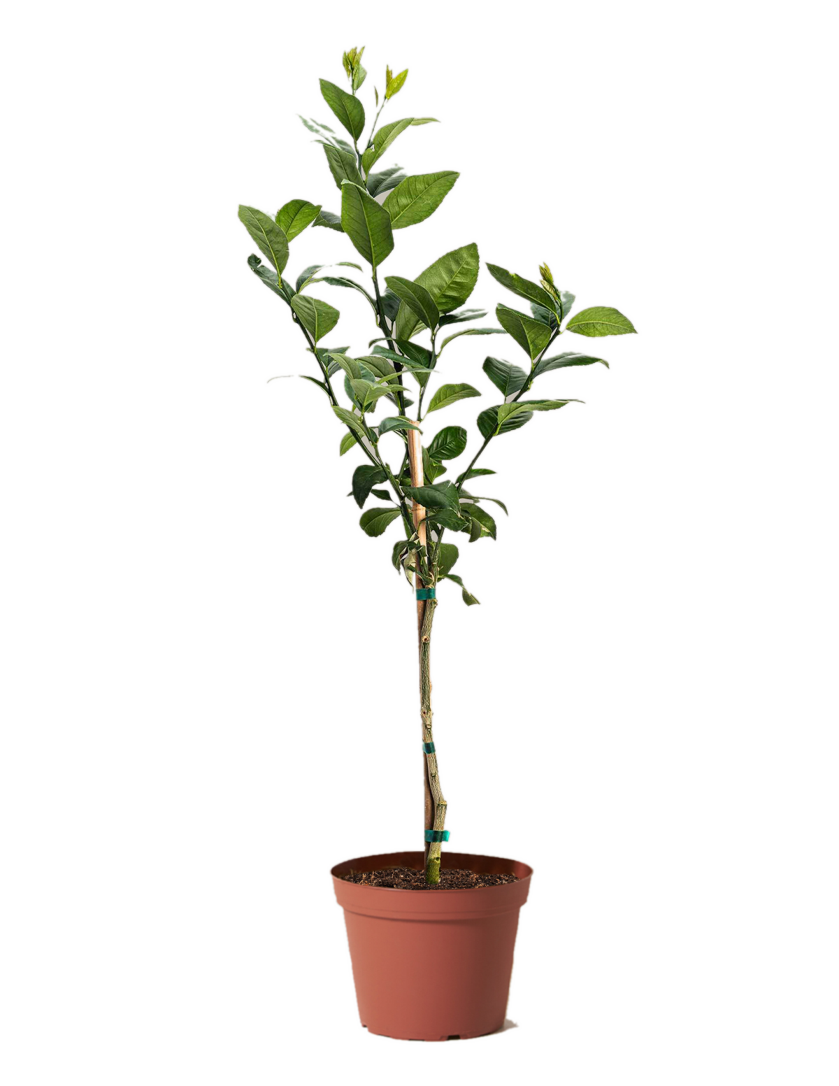 Improved Meyer Lemon Tree in terracotta pot, Live Good Logistics brand indoor outdoor plant on Tampa Home & Garden Store