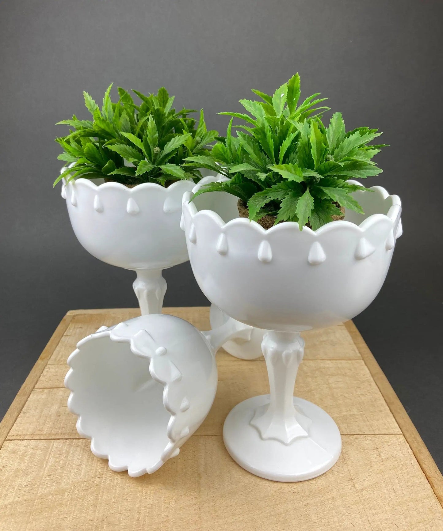 Milk glass oak leaf planters, two white vessels with scalloped rims and herbal greens on Tampa Home & Garden Store