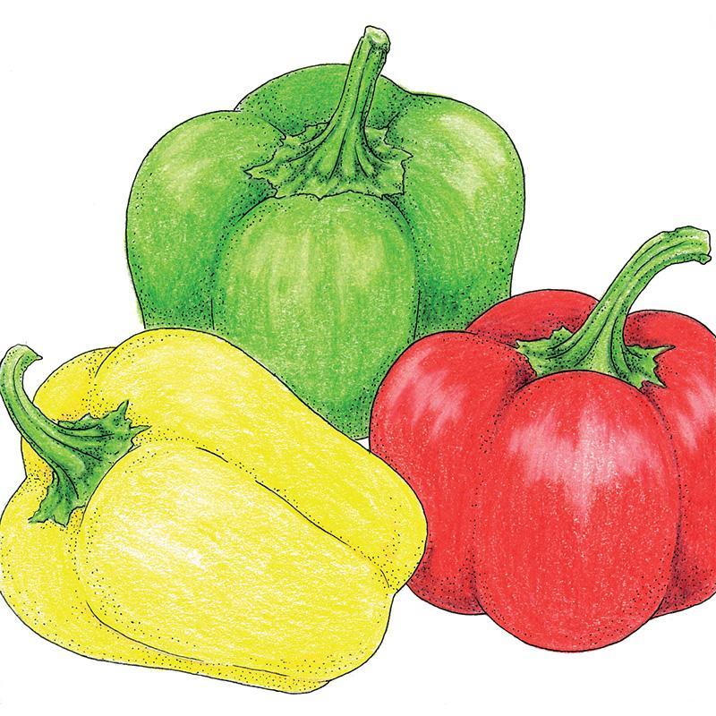 Mini Bell Mix Sweet Pepper Seeds (Organic) - Tampa Home & Garden Store