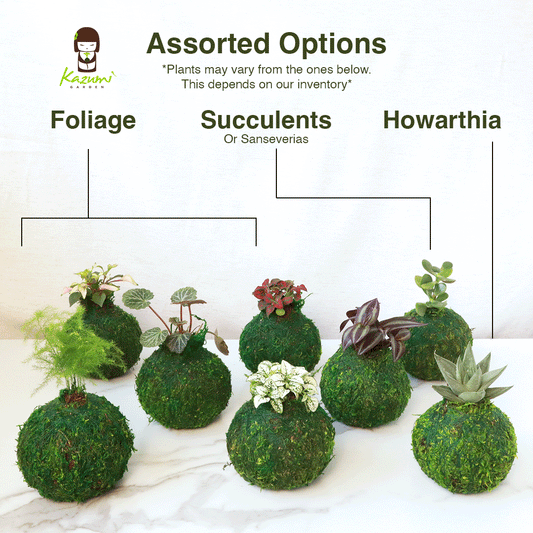 Mini Kokedama | Kokedamas de bola de musgo