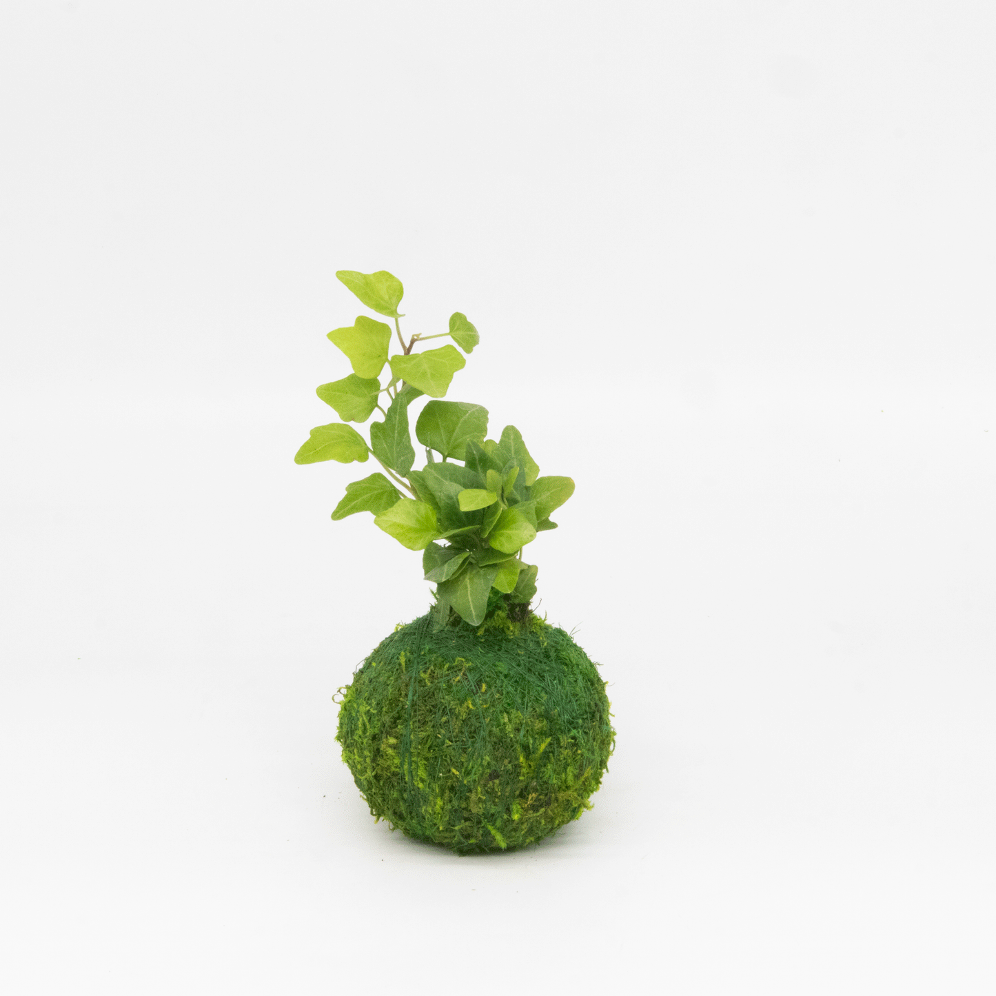 Mini Kokedama | Kokedamas de bola de musgo