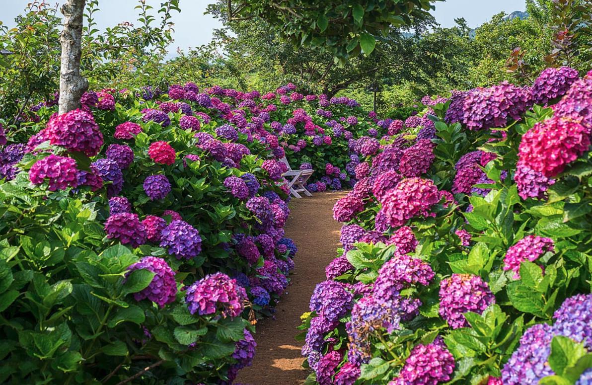 Mixed Hydrangea Seeds - Giant Beautiful Shrub and Hardy Perennial Flowers - Tampa Home & Garden Store