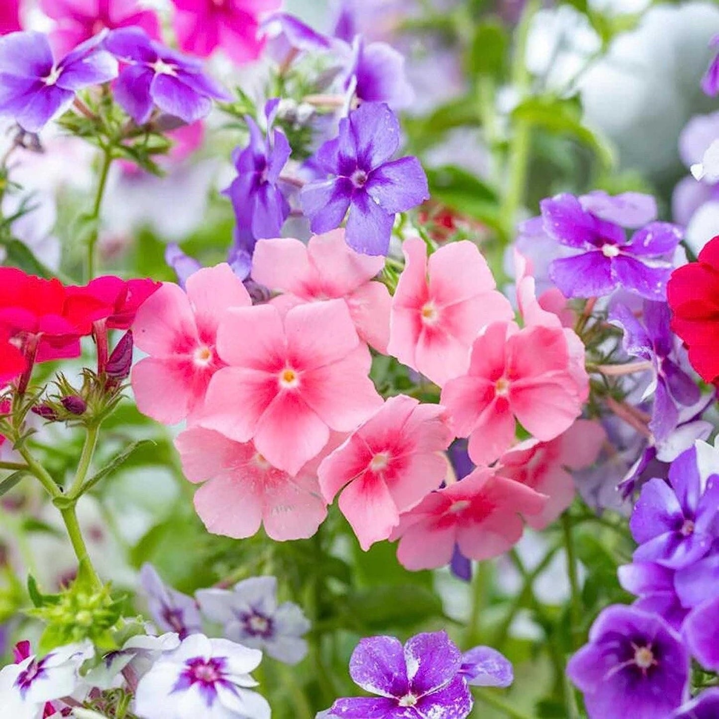 Mixed Phlox Flower Seeds - Dwarf Popstars Phlox Perennial Ground Cover - Creeping Popstars Phlox - Tampa Home & Garden Store