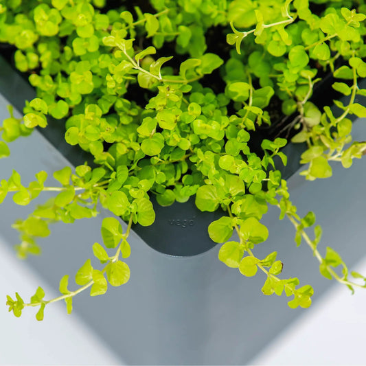 Green trailing plant with tiny rounded leaves in a dark planter on Tampa Home & Garden Store