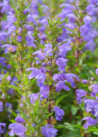 Moldavian Balm ‘Dragon Balm’ (Dracocephalum moldavica) - Tampa Home & Garden Store