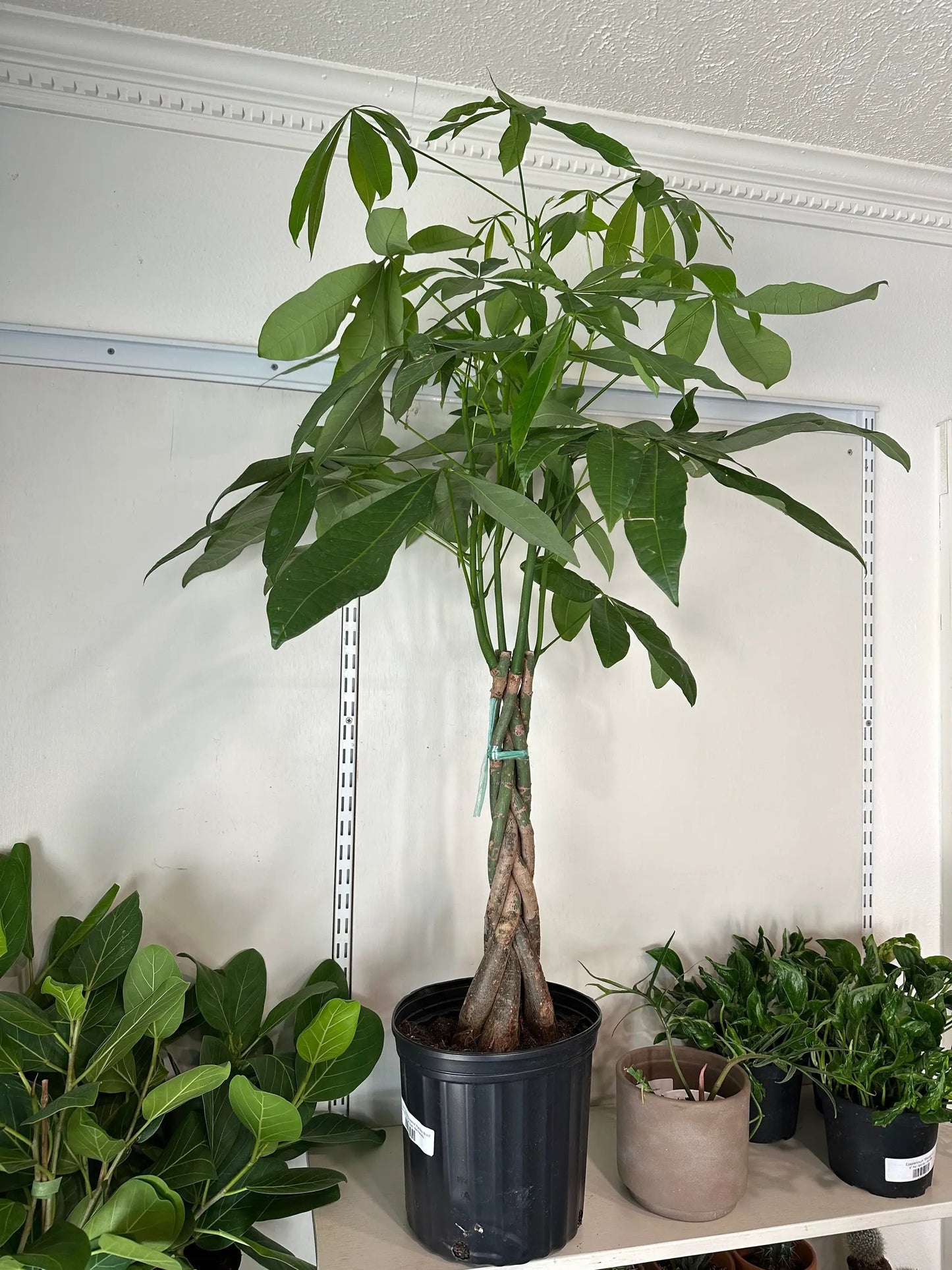 Money Tree Guiana Chestnut Pachira Braid braided trunk, potted houseplant, Dirt Bag on Tampa Home & Garden Store