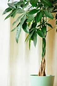 Money Tree Plant with braided trunk in a light green pot, potted houseplant on Tampa Home & Garden Store