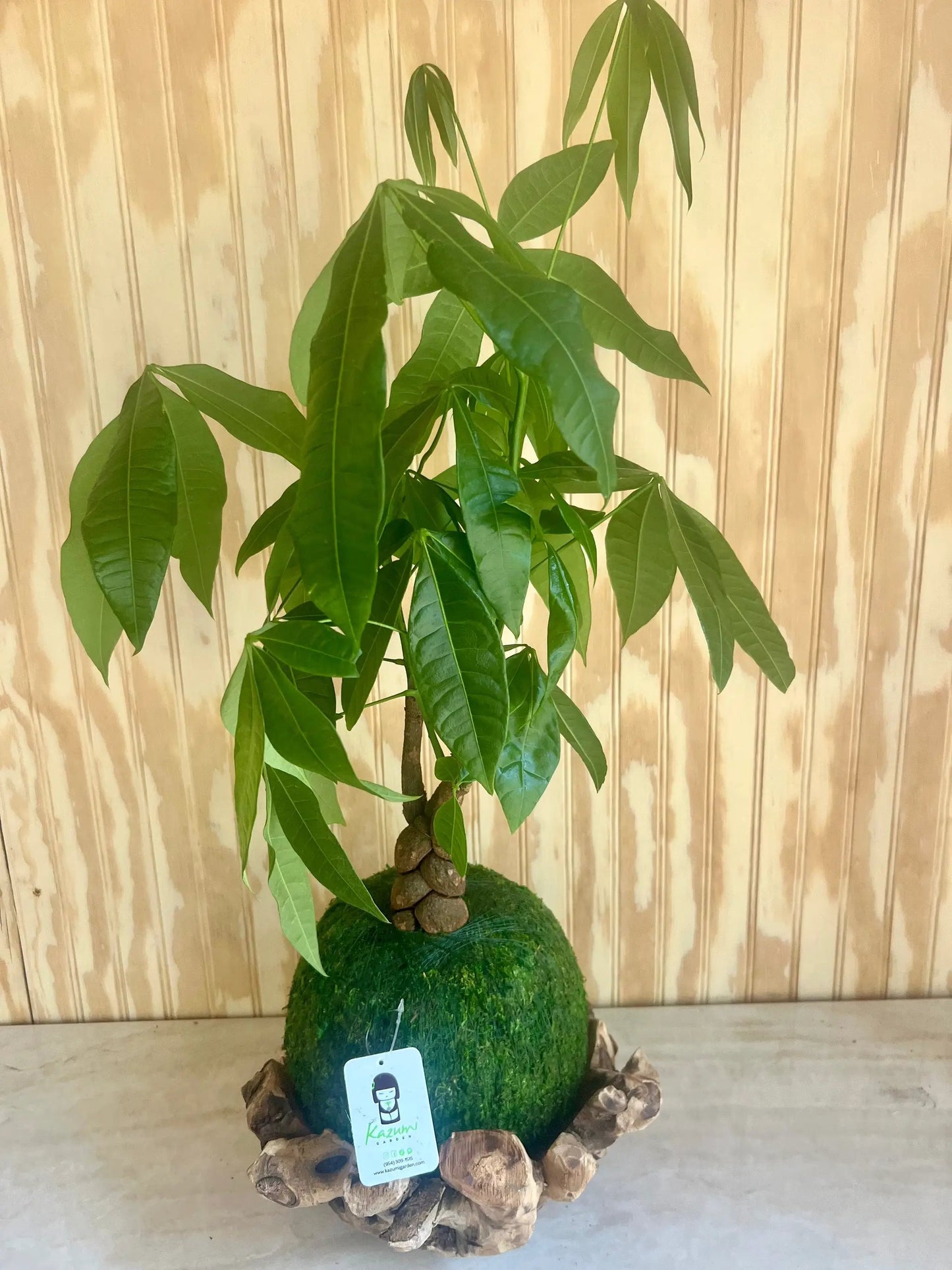 Money Tree Moss Ball Kokedama with glossy green leaves Kazumi Garden potted houseplant on Tampa Home & Garden Store