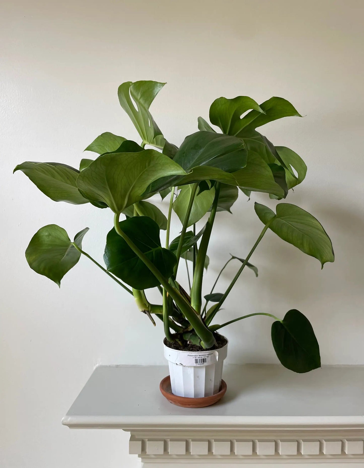 Monstera Deliciosa plant in a white ribbed pot with large split green leaves on Tampa Home & Garden Store