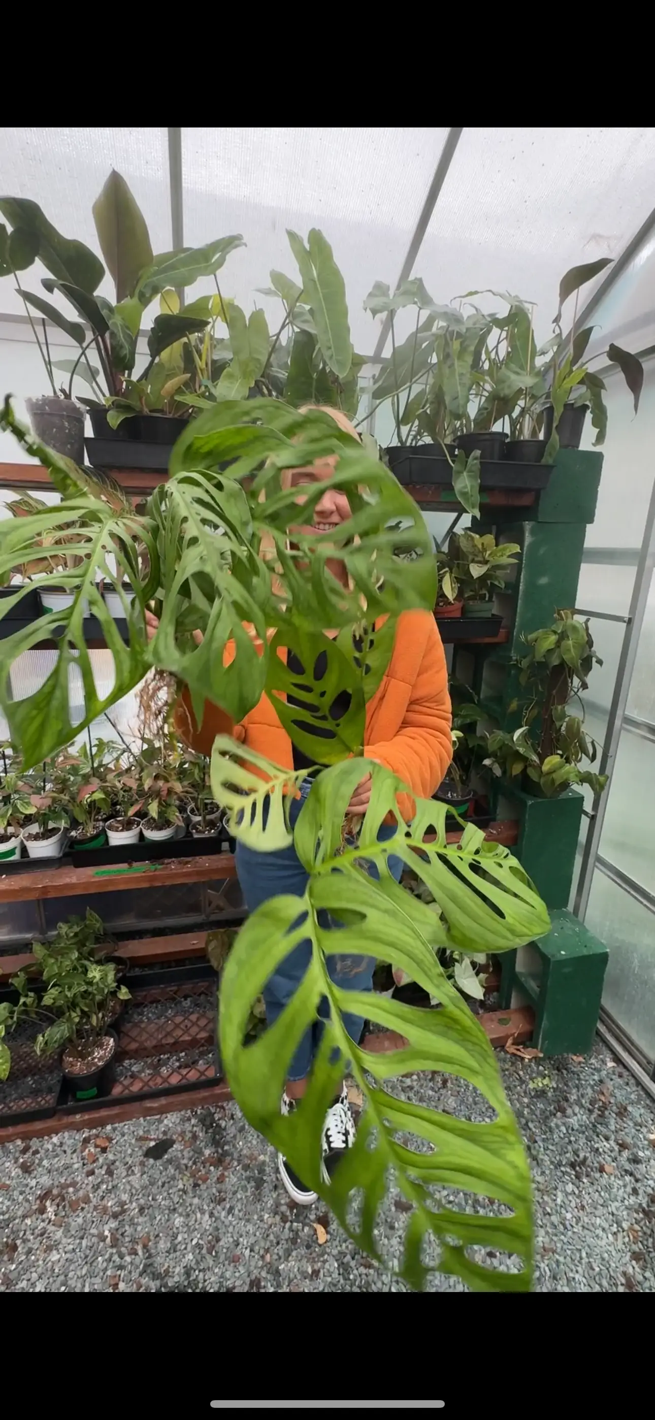Monstera Esqueleto plant in a 4-inch pot with green fenestrated leaves houseplant on Tampa Home & Garden Store