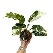 Monstera Lechleriana rare climber houseplant with variegated green and white leaves on Tampa Home & Garden Store