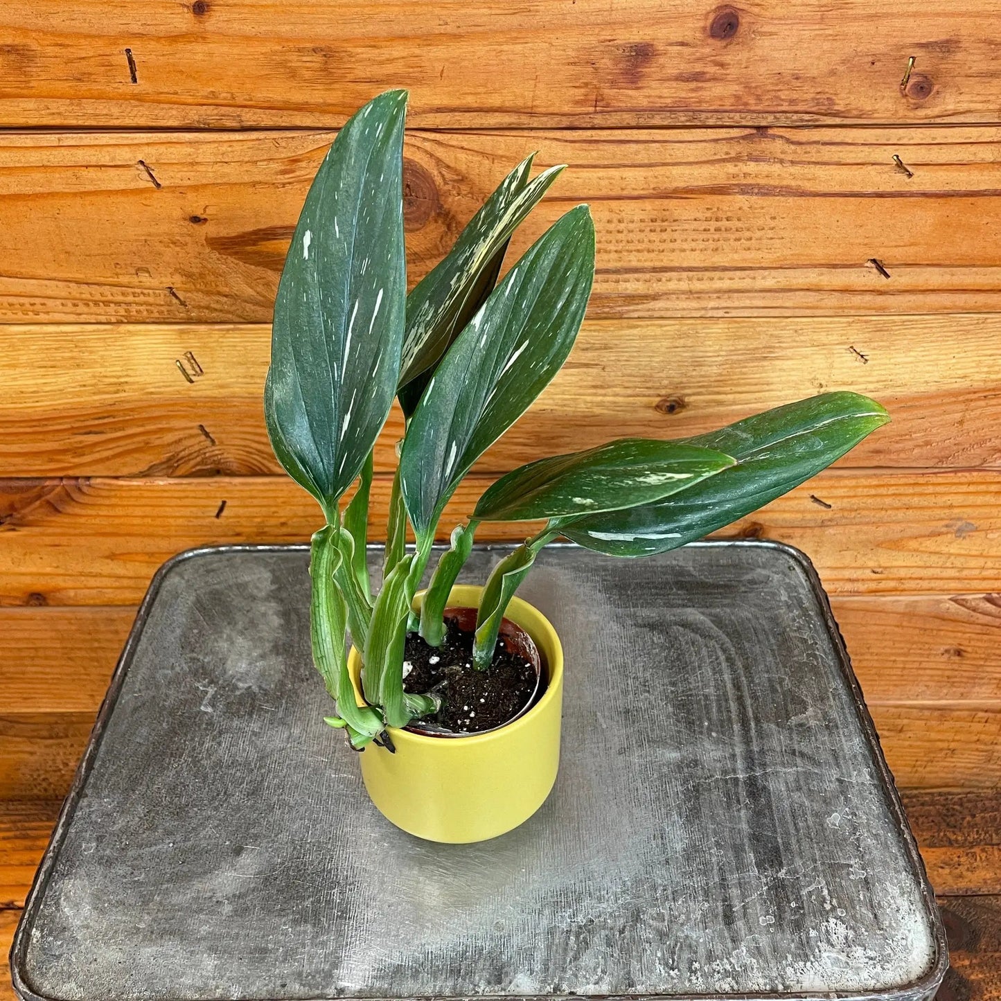 Monstera Standleyana Variegata, 2" Plant - Tampa Home & Garden Store