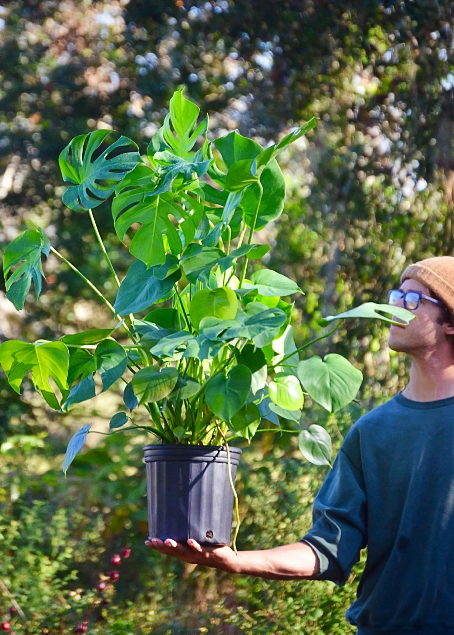 Monstera deliciosa fruiting plant in black plastic pot with iconic split leaves Sow Exotic on Tampa Home & Garden Store