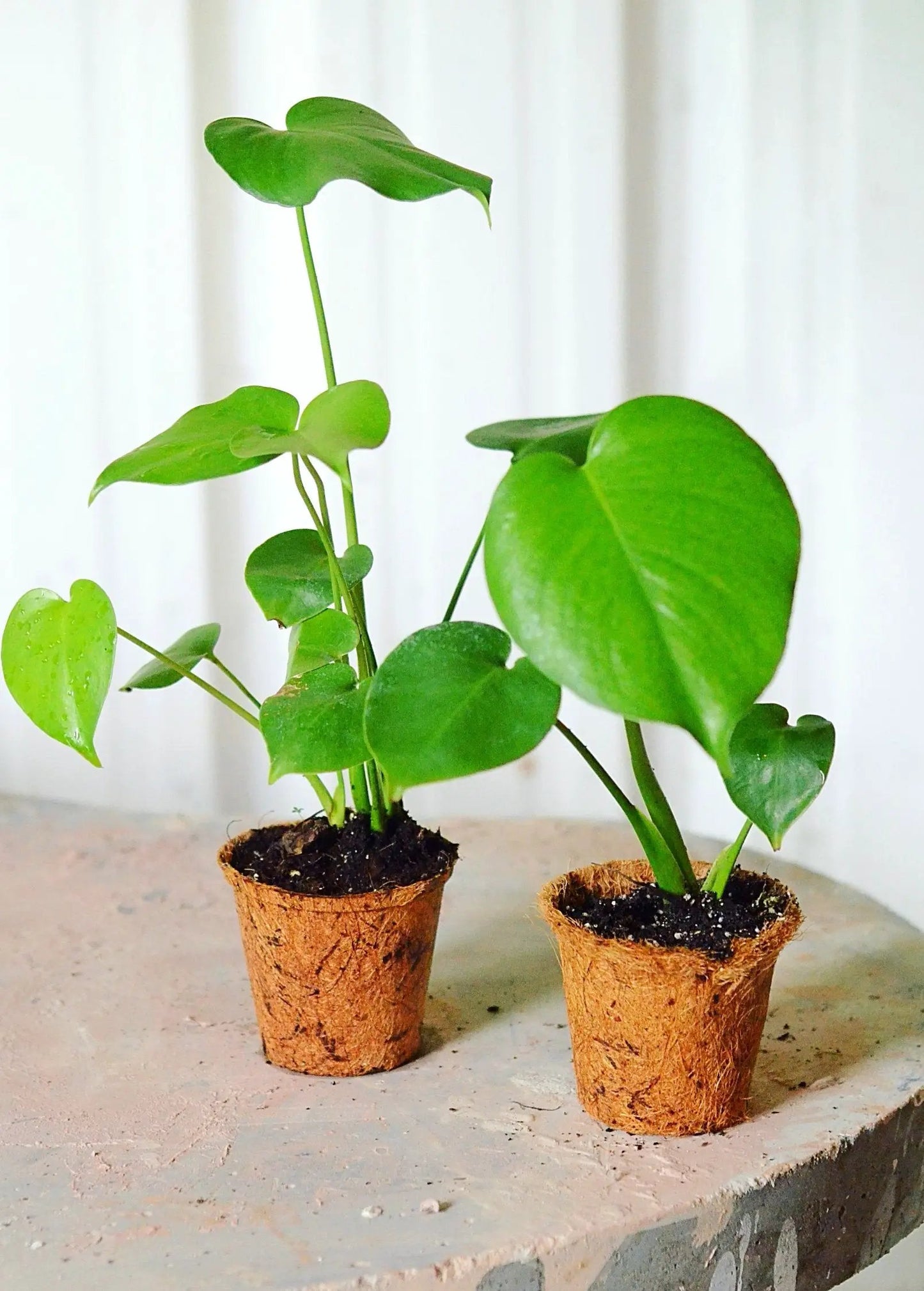 Monstera deliciosa fruiting plant duo in coconut fiber pots with vibrant green leaves on Tampa Home & Garden Store