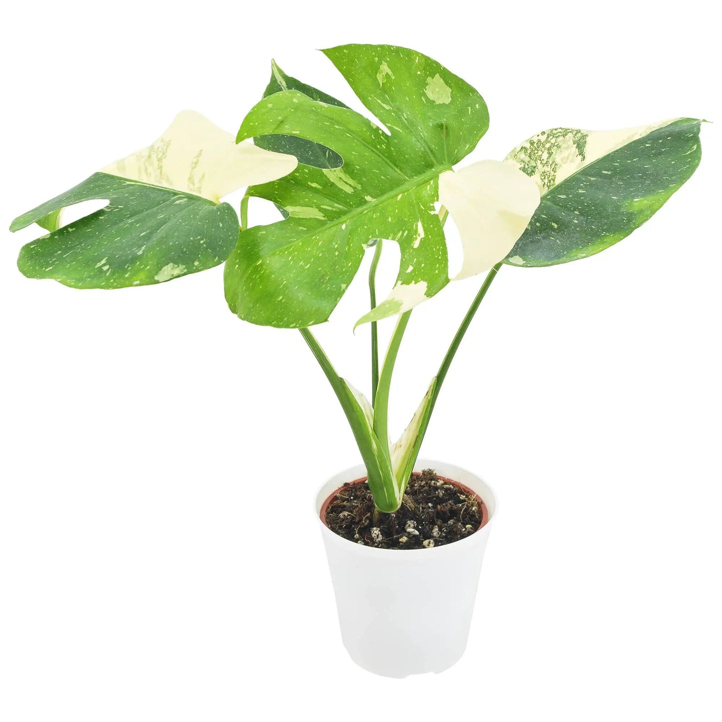 Monstera Thai Constellation 4in grower pot houseplant with variegated leaves in white pot on Tampa Home & Garden Store