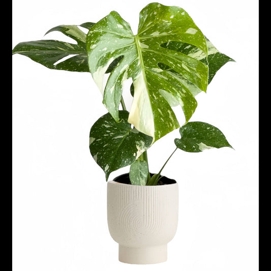 Monstera Thai Constellation - Tampa Home & Garden Store