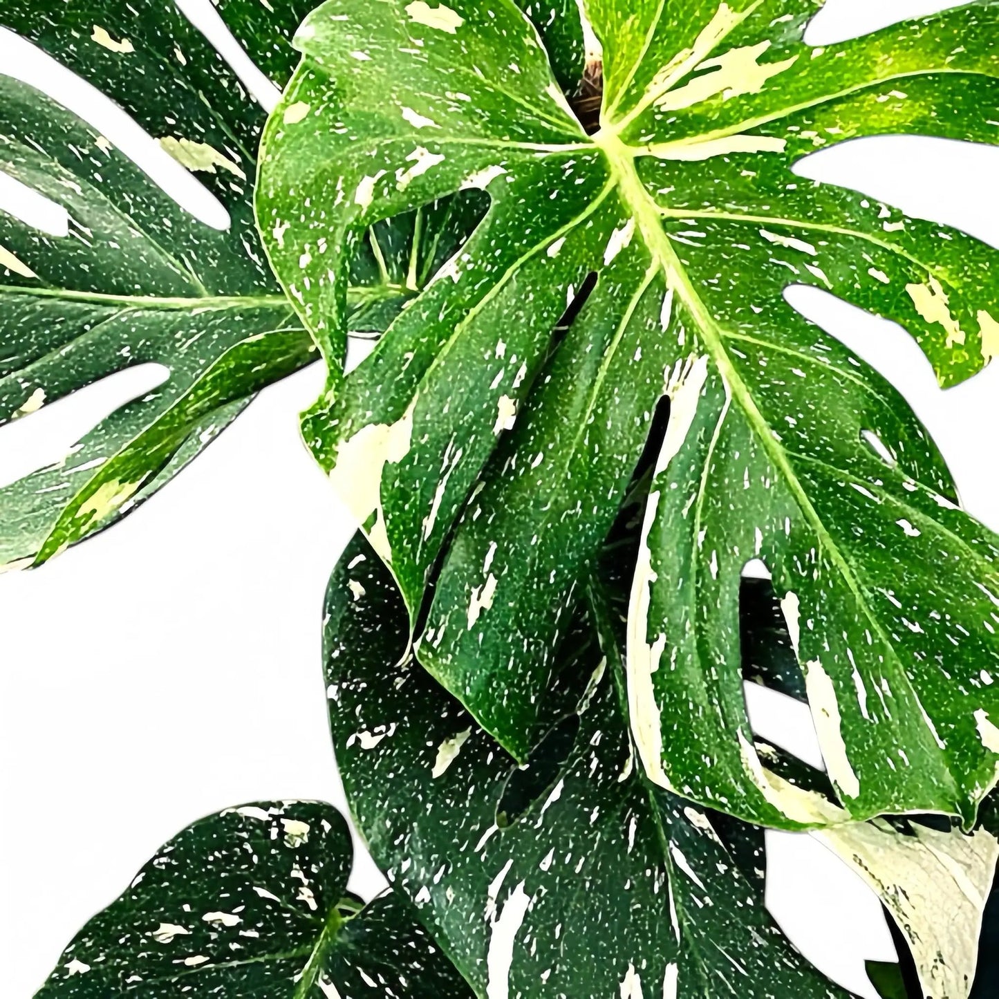 Monstera Thai Constellation variegated plant with green leaves and white specks, potted plant on Tampa Home & Garden Store