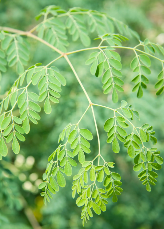 Moringa Tree of Life herb leaves with bright green compound leaflets Sow Exotic on Tampa Home & Garden Store