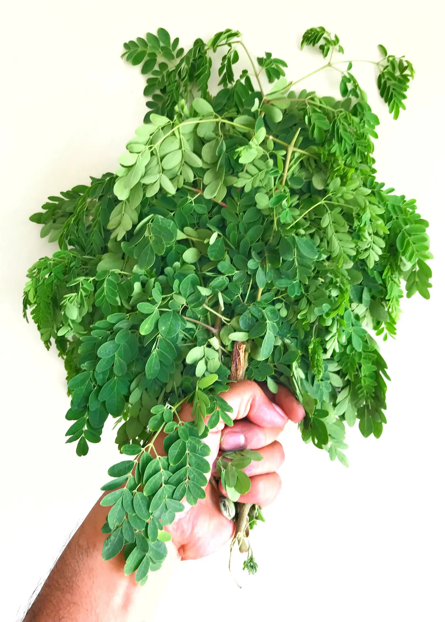 Moringa Tree of Life herb bundle with bright green compound leaves held in hand Sow Exotic on Tampa Home & Garden Store