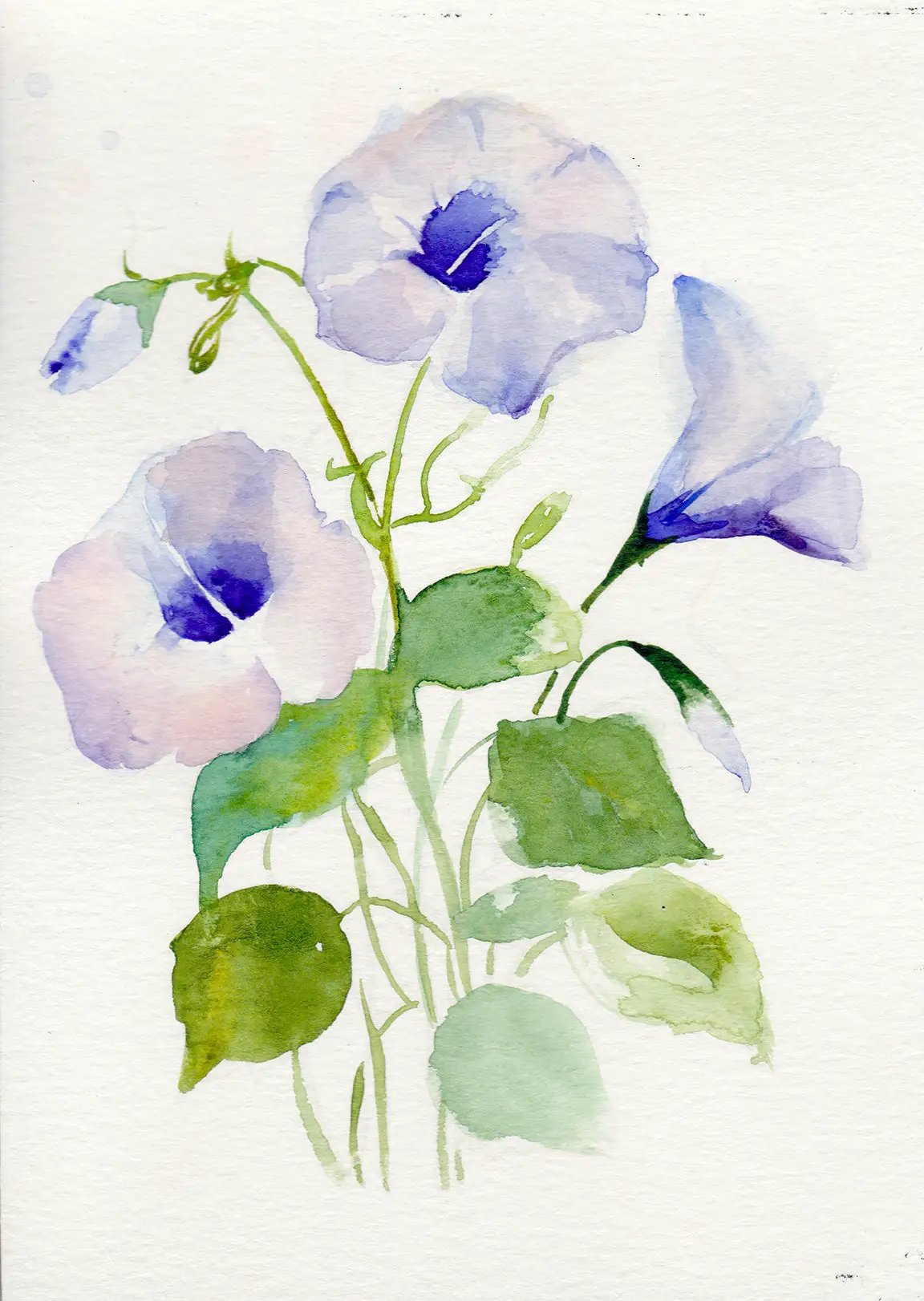 Morning Glory – September Birth Flower Art Print - Tampa Home & Garden Store