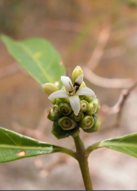Mouse’s pineapple plant Morinda royoc herb with a white flower atop a cluster of green berries on Tampa Home & Garden Store