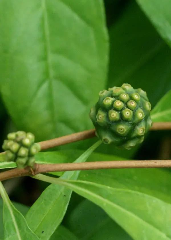 Mouse's Pineapple Plant Morinda royoc herb with green knobby fruit on a brown stem on Tampa Home & Garden Store