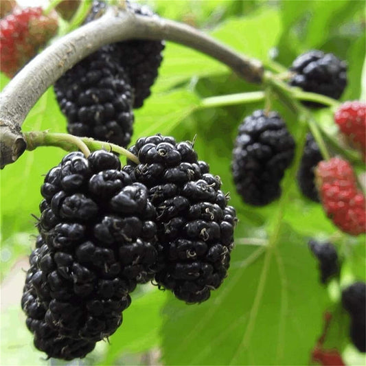 Mulberry Fruit Tree - 100 Seeds - - Tampa Home & Garden Store
