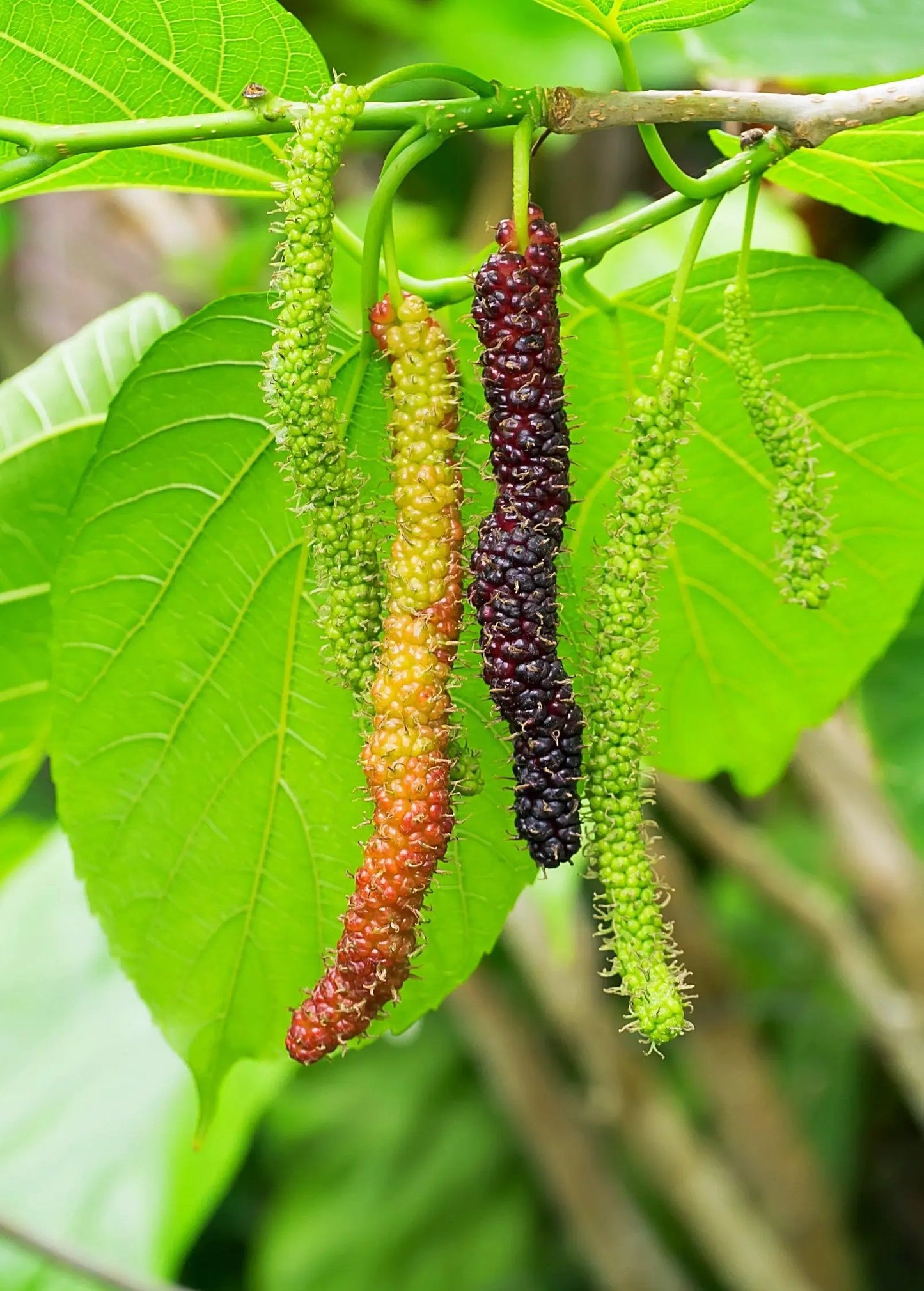 Pakistan Mulberry Morus nigra rare; green to purple hanging catkins on bright leaves on Tampa Home & Garden Store