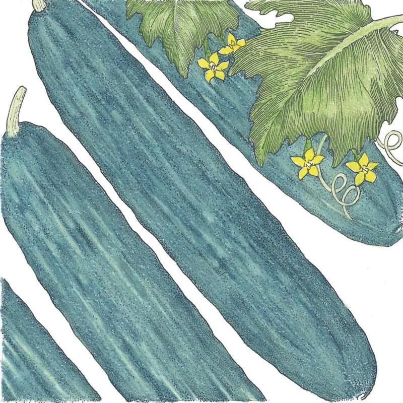 Muncher cucumber seeds organic illustration of long blue-green cucumbers with vine leaves on Tampa Home & Garden Store