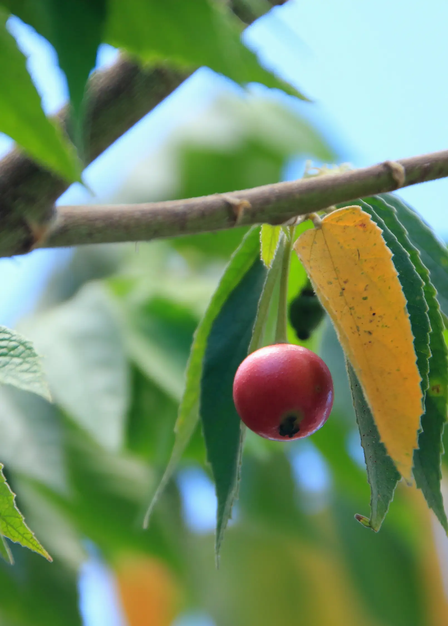 Strawberry Tree red fruit on tropical tree branch with green leaves on Tampa Home & Garden Store
