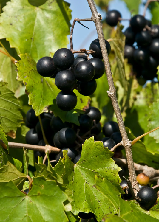 Muscadine Grape Plant Alachua fruiting vine with dark black berries by Sow Exotic on Tampa Home & Garden Store