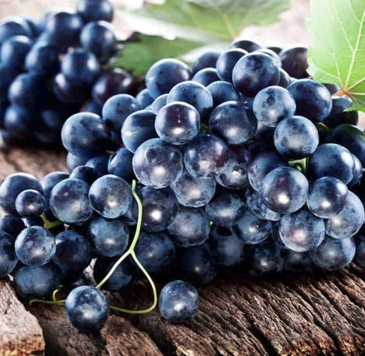 Muscadine Grape Seeds - Non GMO - Vitis Rotundifolia E165 - Tampa Home & Garden Store