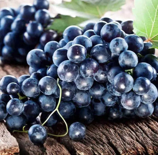 Muscadine Grape Seeds non GMO Vitis Rotundifolia South Mountain Nursery on Tampa Home & Garden Store